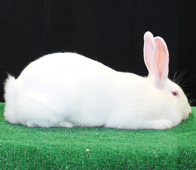 domestic bunnies breeds