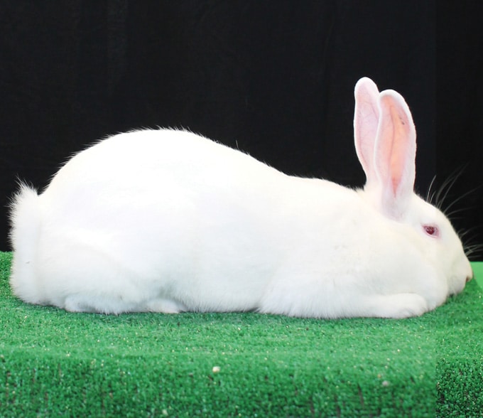 golden palomino rabbit