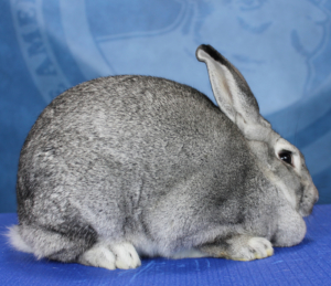 standard chinchilla rabbit for sale