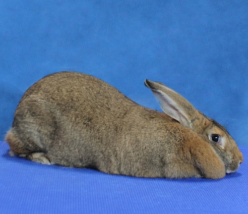 Flemish Giant – ARBA