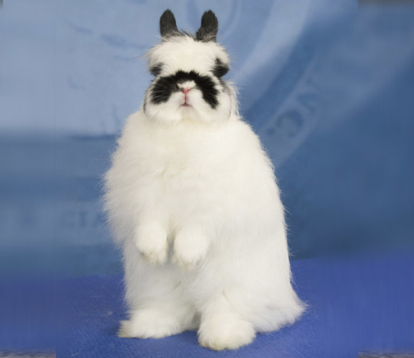 Jersey Wooly – ARBA