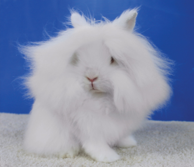 Lionhead – ARBA