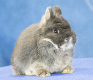 holland dwarf rabbit