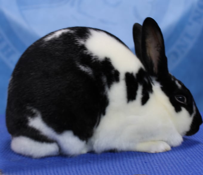 Recognized Breeds â ARBA
