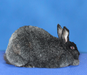 lilac silver fox rabbit