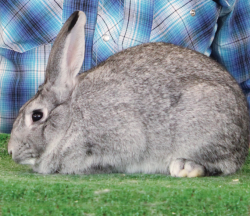 Standard Chinchilla – ARBA