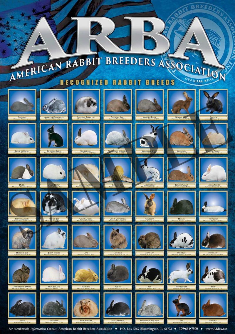 Rabbit Breeds Poster