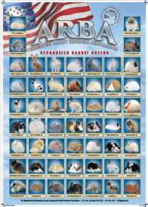 ARBA Rabbit Breeds Poster – ARBA