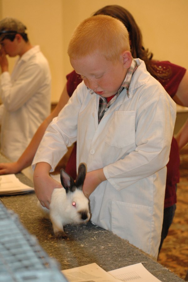 Show Rabbit Showmanship – ARBA