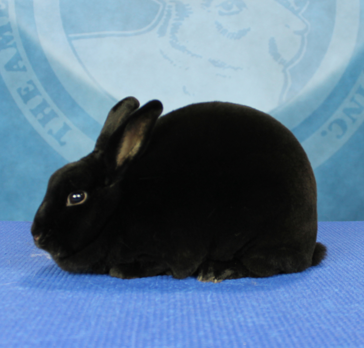 mini rex 2