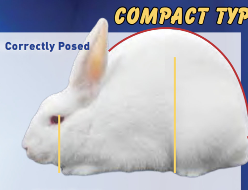 Posing and Evaluating Different Type Rabbits