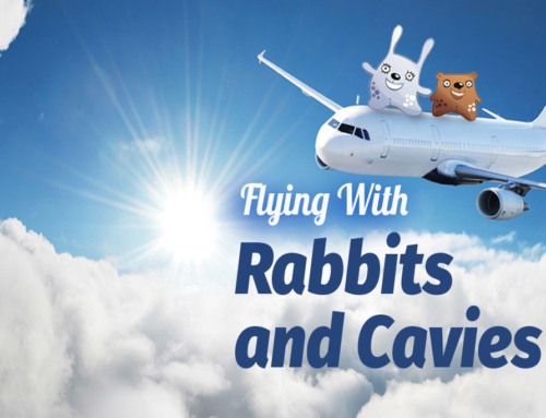 Flying with Rabbits and Cavies