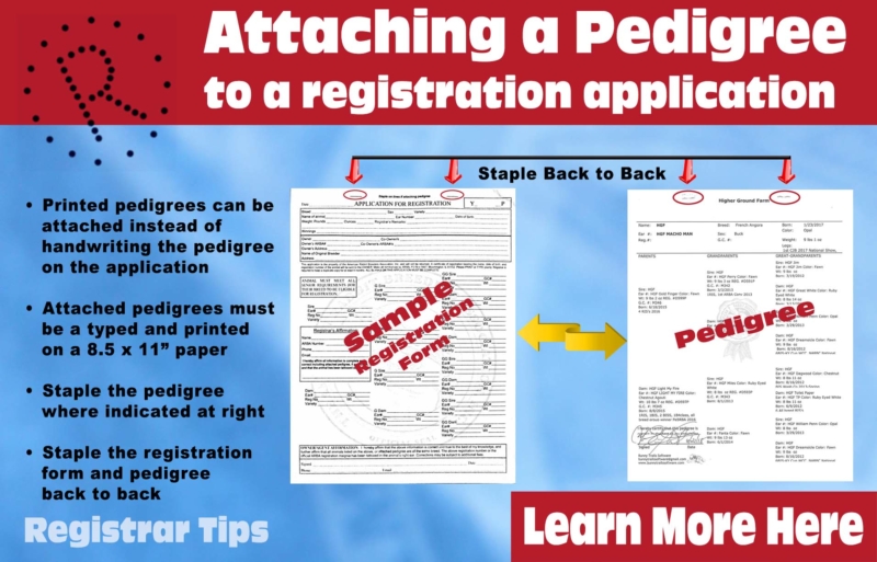 What does it mean to be Pedigreed? [Mink Hollow Rabbitry]