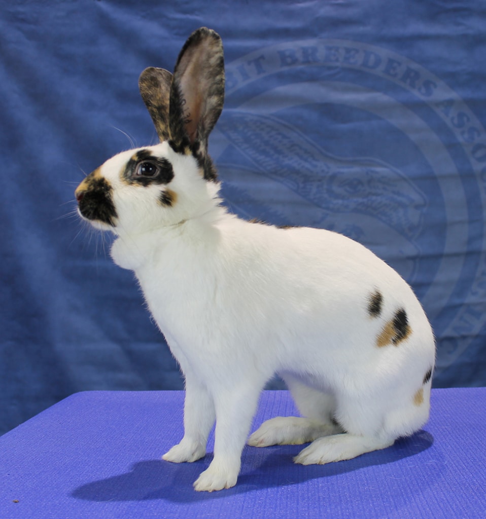 Recognized Breeds – ARBA