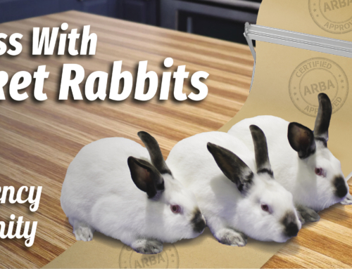 Success With Market Rabbits